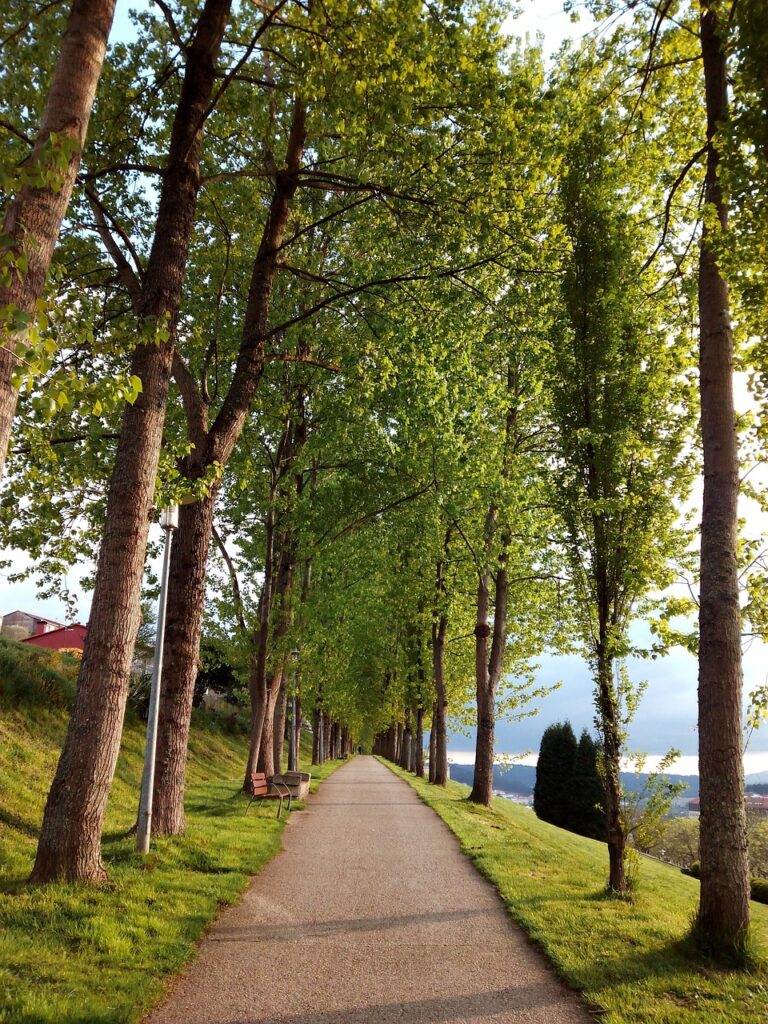 santiago de compostela, path, park-962221.jpg