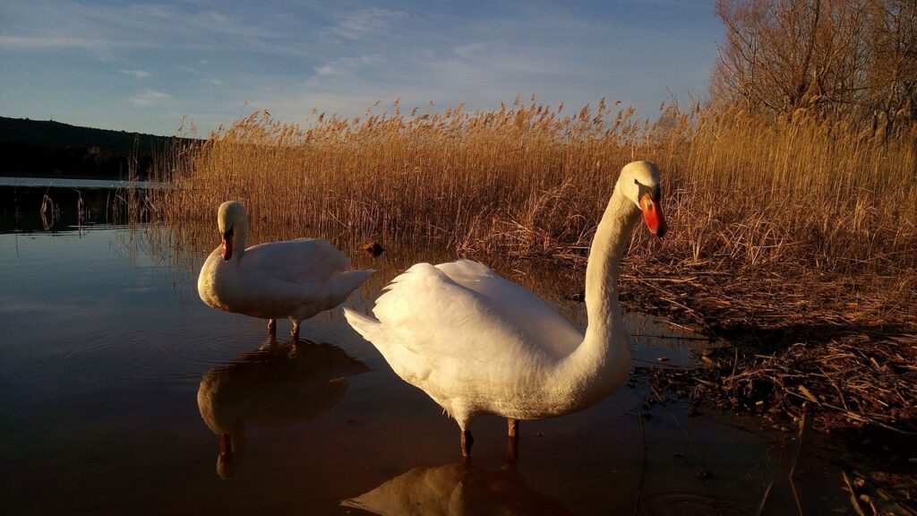 swans, the farm, logroño-990015.jpg